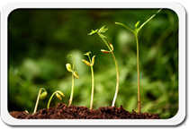 Desarrollo organizacional